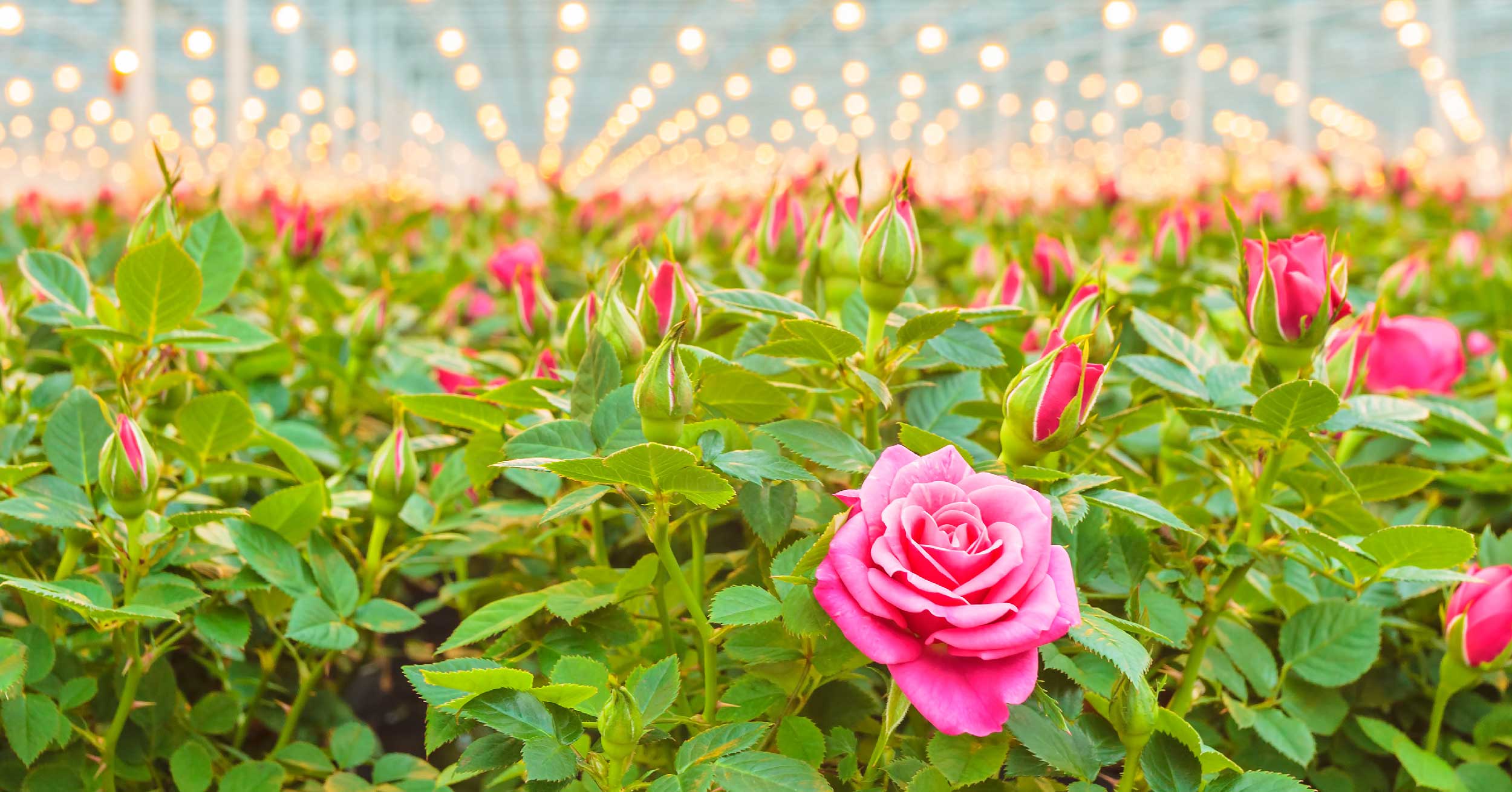 Field of roses in a greenhouse with bright lights that can cause power quality issues like harmonic distortion.
